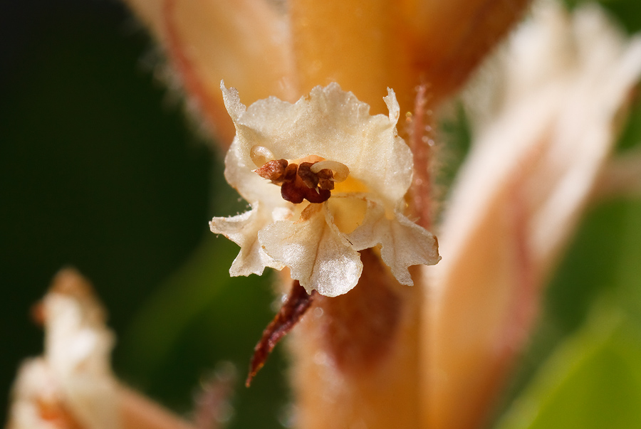 Orobanche hederae / Succiamele dell''edera